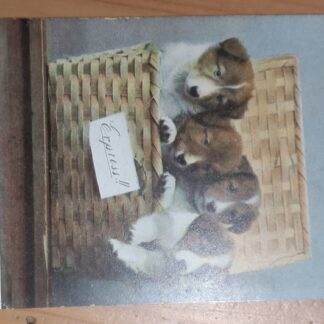 Открытка "Экспресс!"  Четыре щенка (колли?) в корзине. 1904 год 14х9 см. Залитие на обороте. Состояние на фото