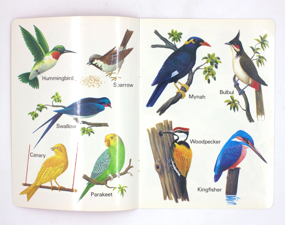 Know Your Birds — изображение 2