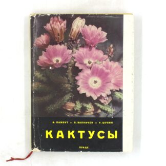 Кактусы